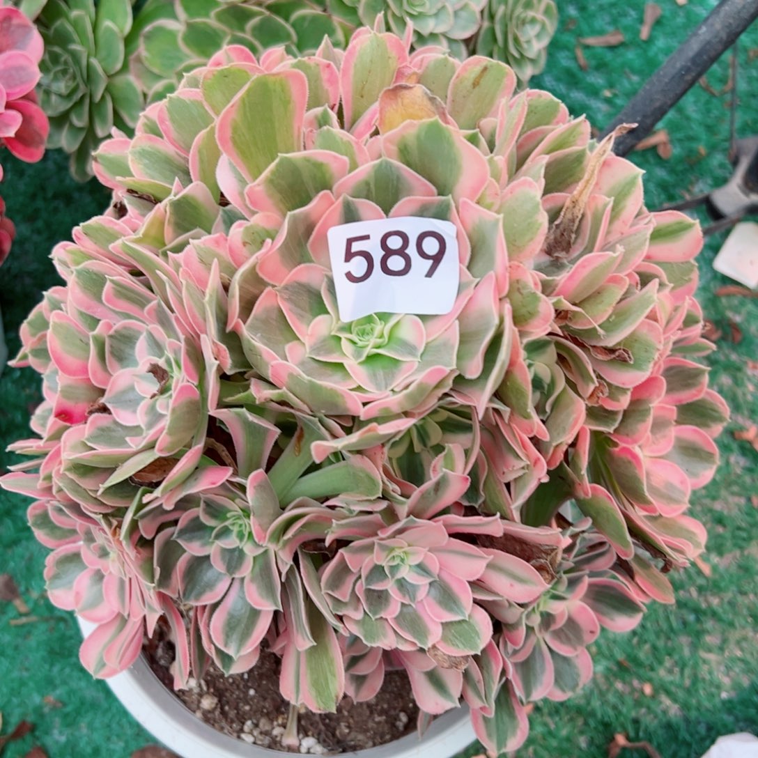 589男神法师多肉植物