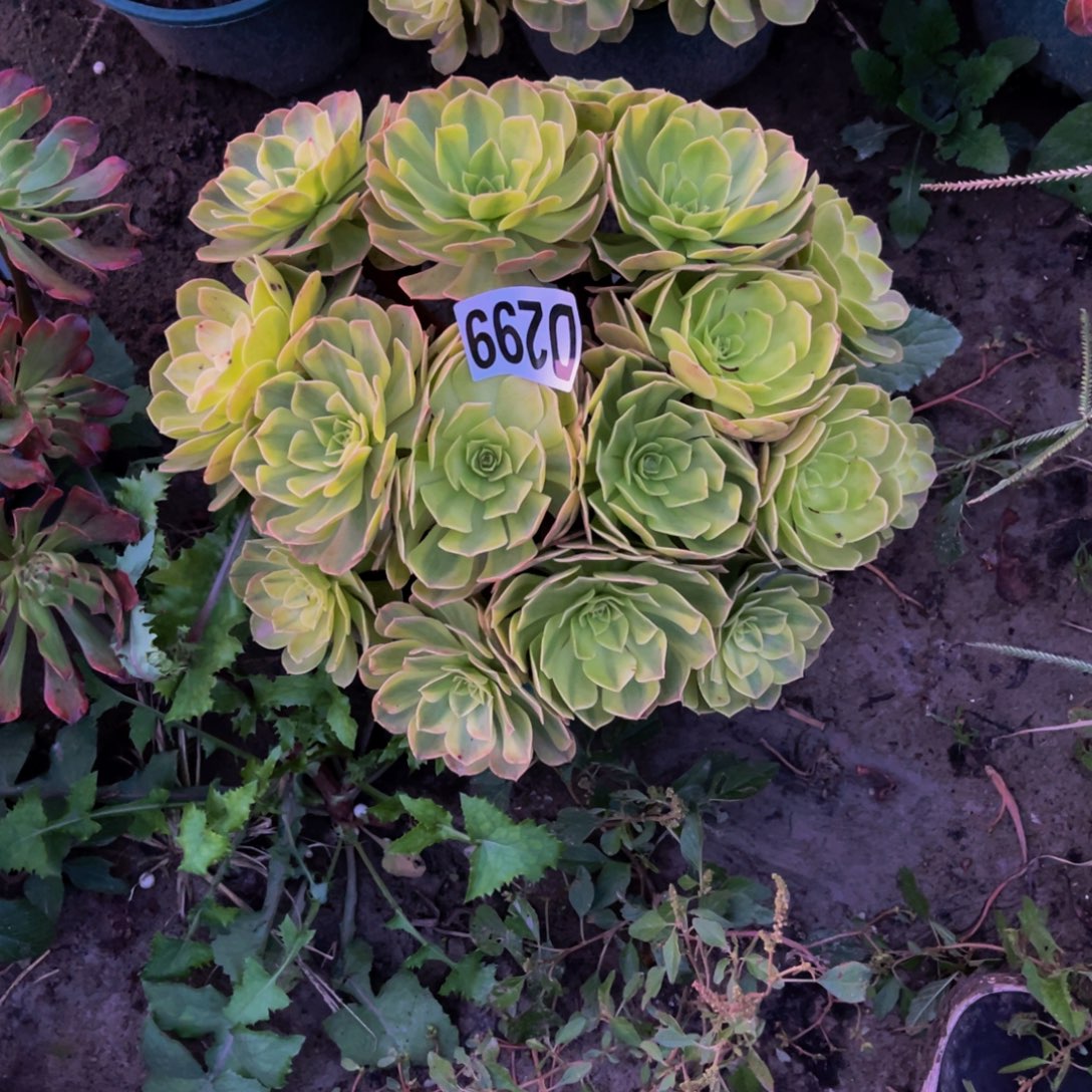 雨荷法师13/8包邮
