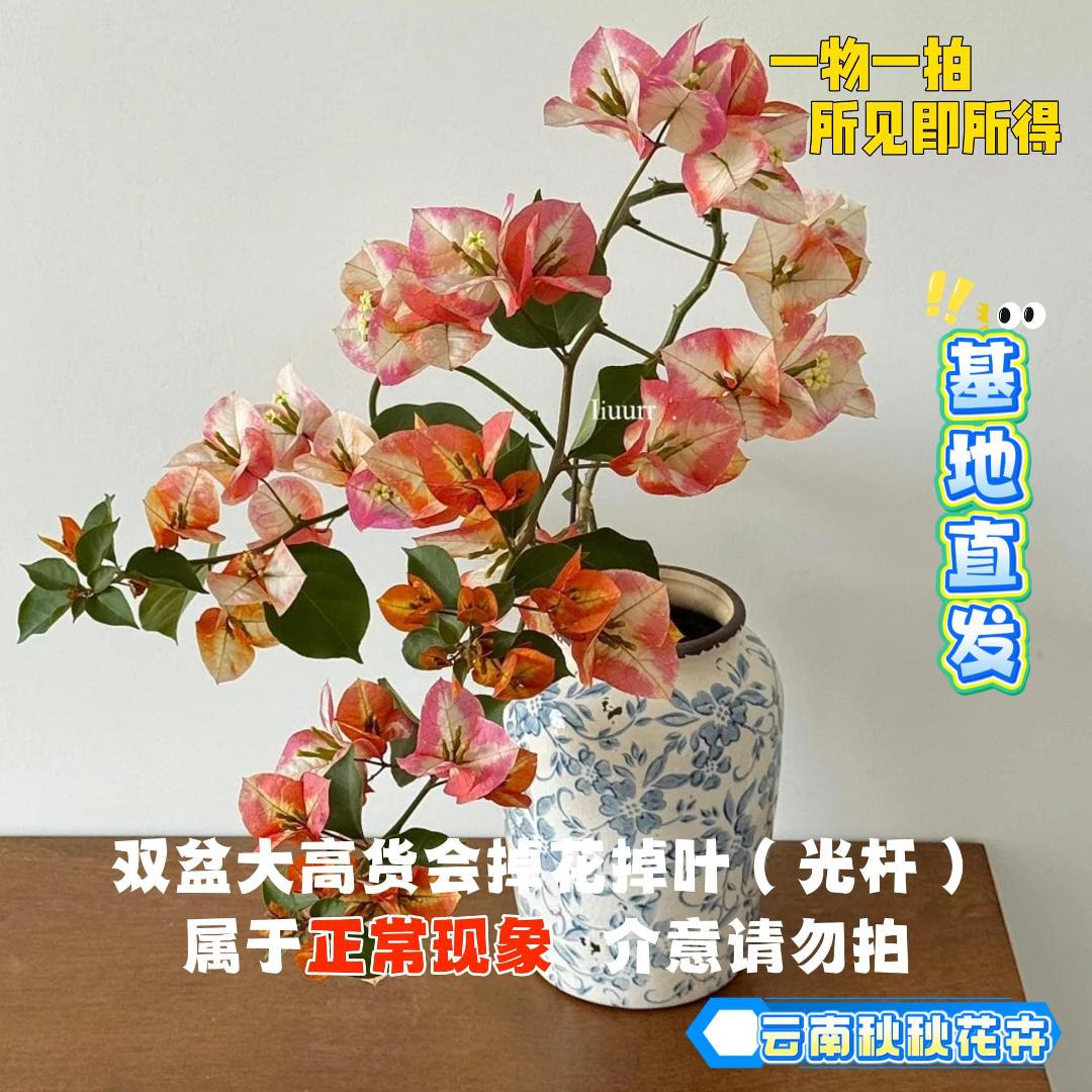 秋秋【13单盆一物一拍】会掉花落叶甚至光杆介意慎拍观赏带盆三角梅