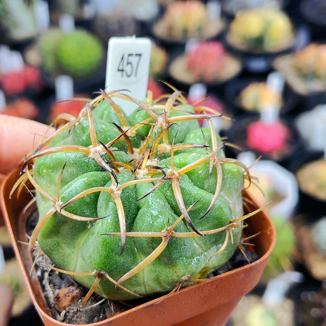 圆盘玉非偏远地区满25包邮发货仙人球