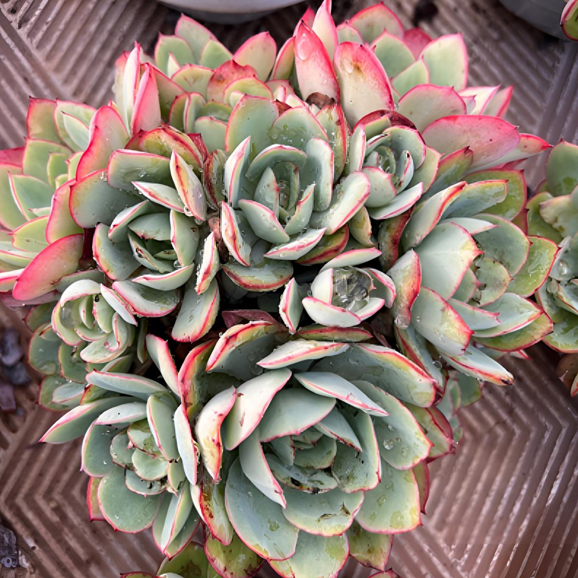 牡丹亭大群生：好养的多肉植物适合新手种植阳台盆栽绿植