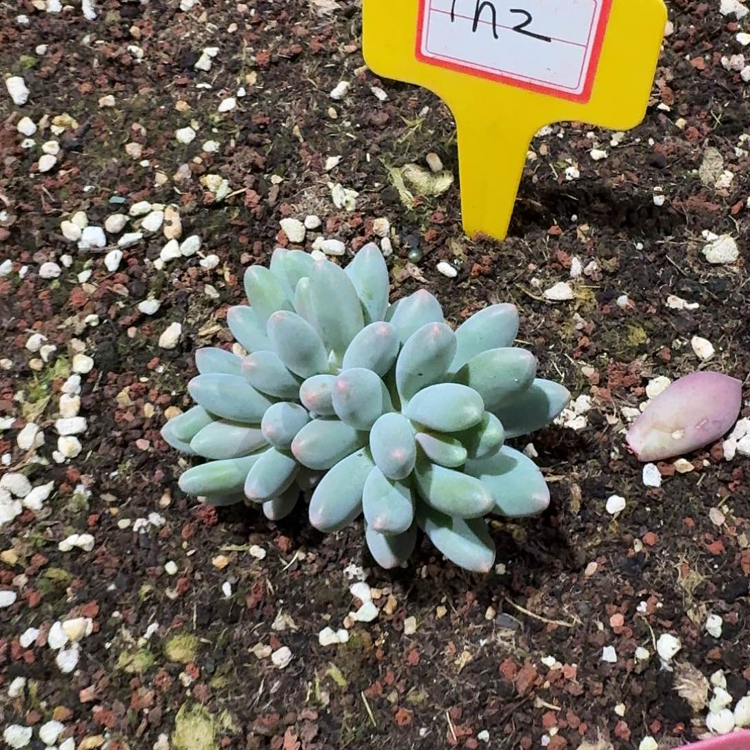 l***.小李弗莱布一颗寄养