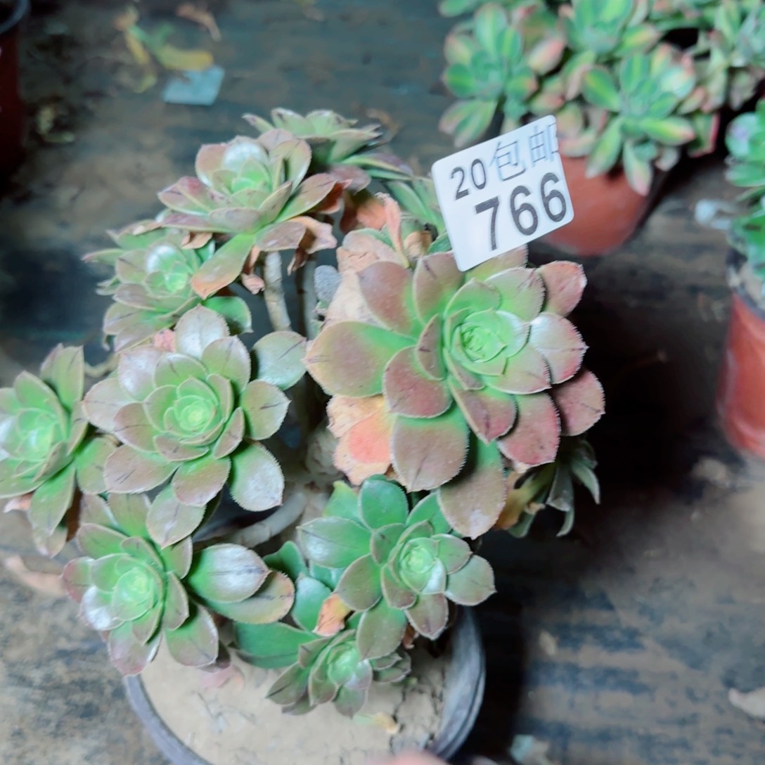 绿豆多肉766满20包邮断枝不包