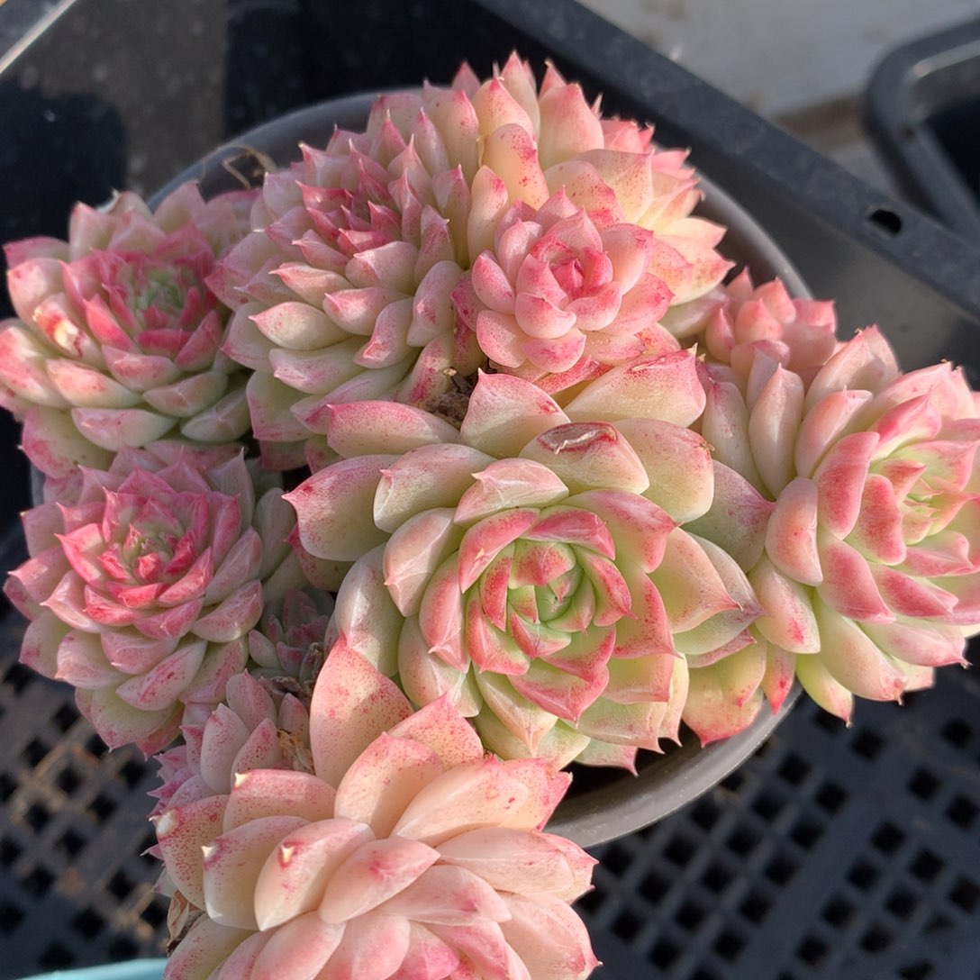 0209-24 女王玫瑰