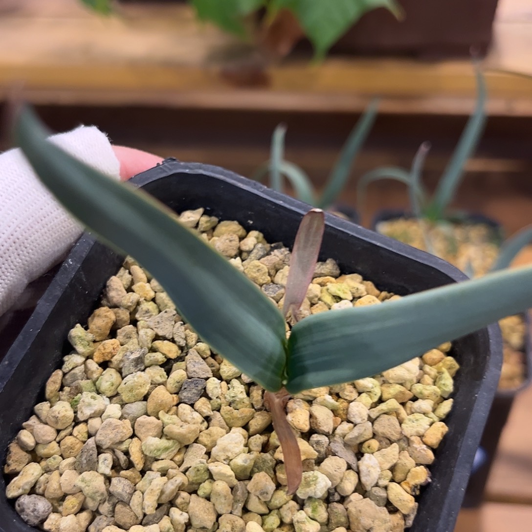 汤圆植物8百岁兰原价98