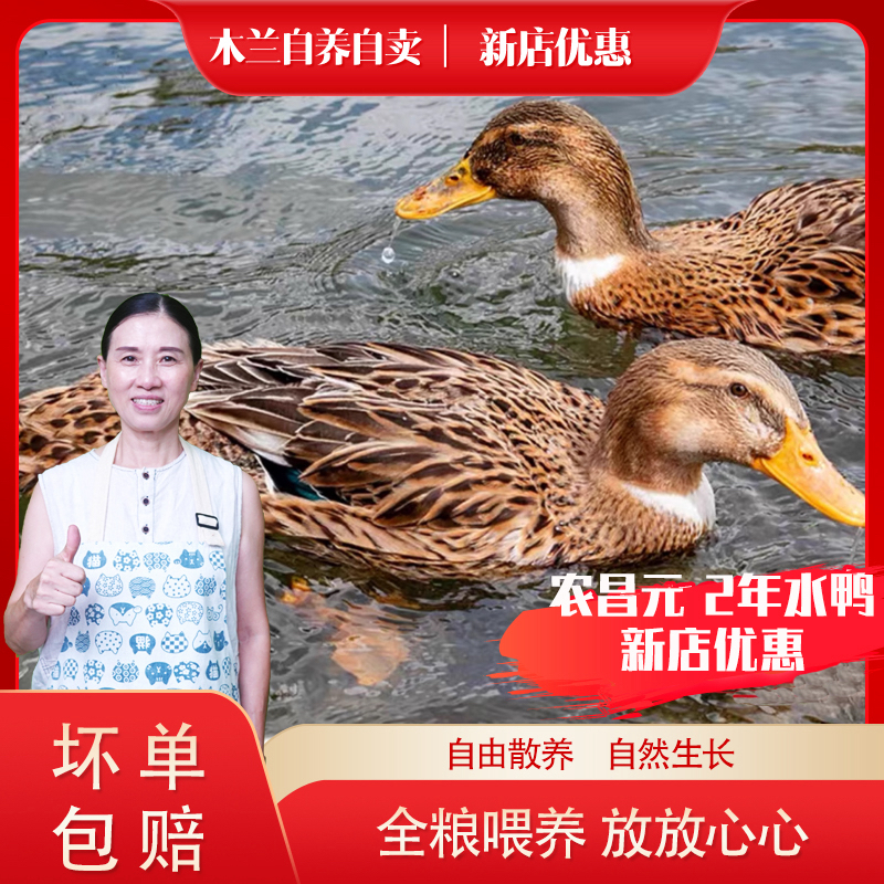 农昌元2年母水鸭一只（毛重3.5斤左右）