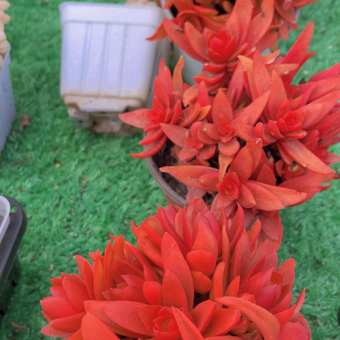 红百合1颗多肉植物