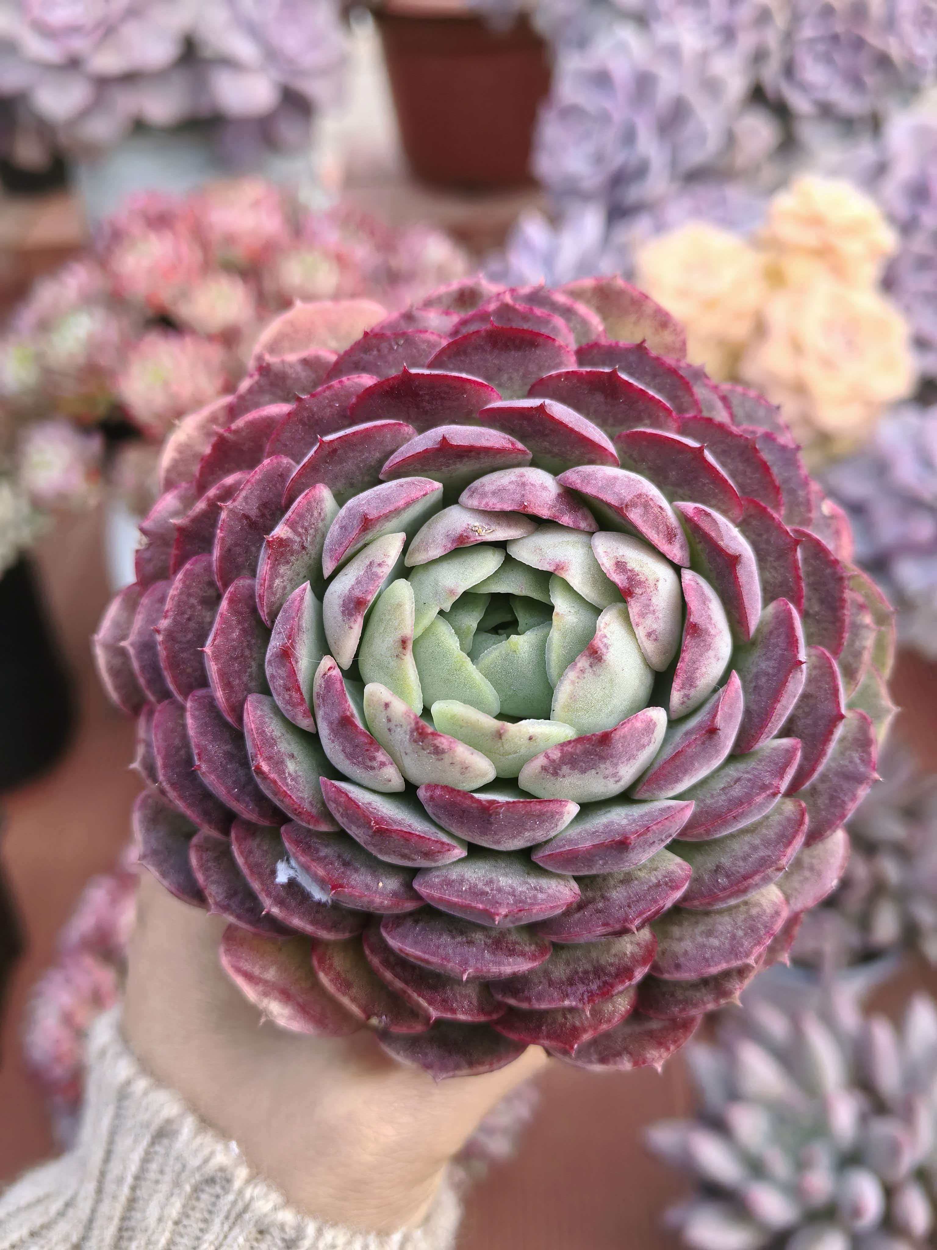 【朱砂痣】带盆发货   阳台好养盆栽露养多肉绿植