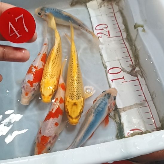 海水锦鲤冷水鱼好养耐活