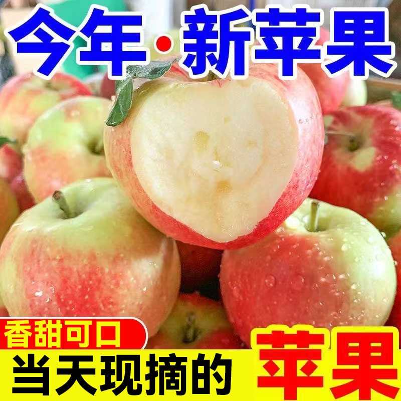正宗山西嘎啦苹果2025年头茬应季新鲜产地直发现摘现发粉面甜苹果
