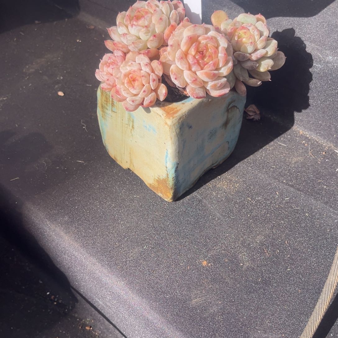 ****天一天姐姐的糖心带盆