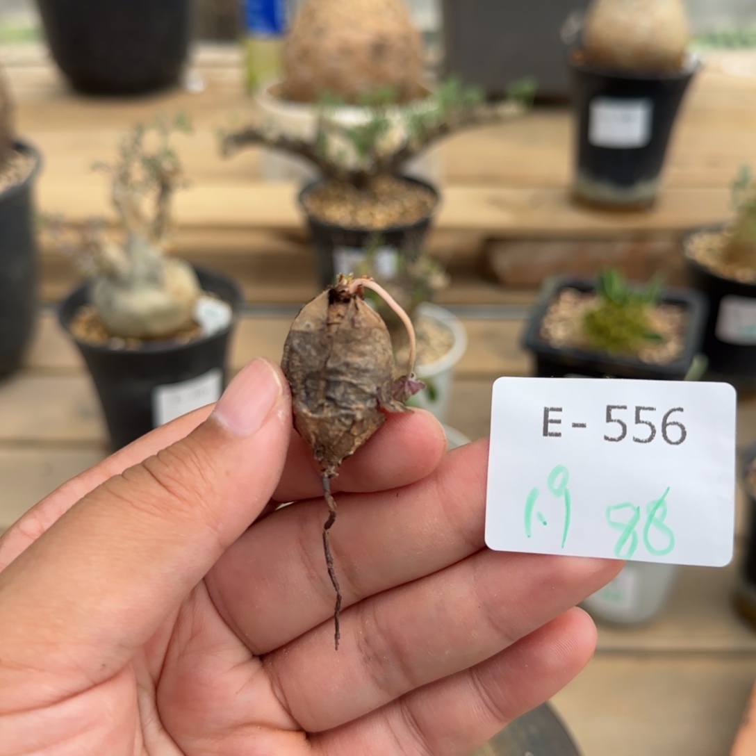 556肾叶洋葵1.9厘米块根植物