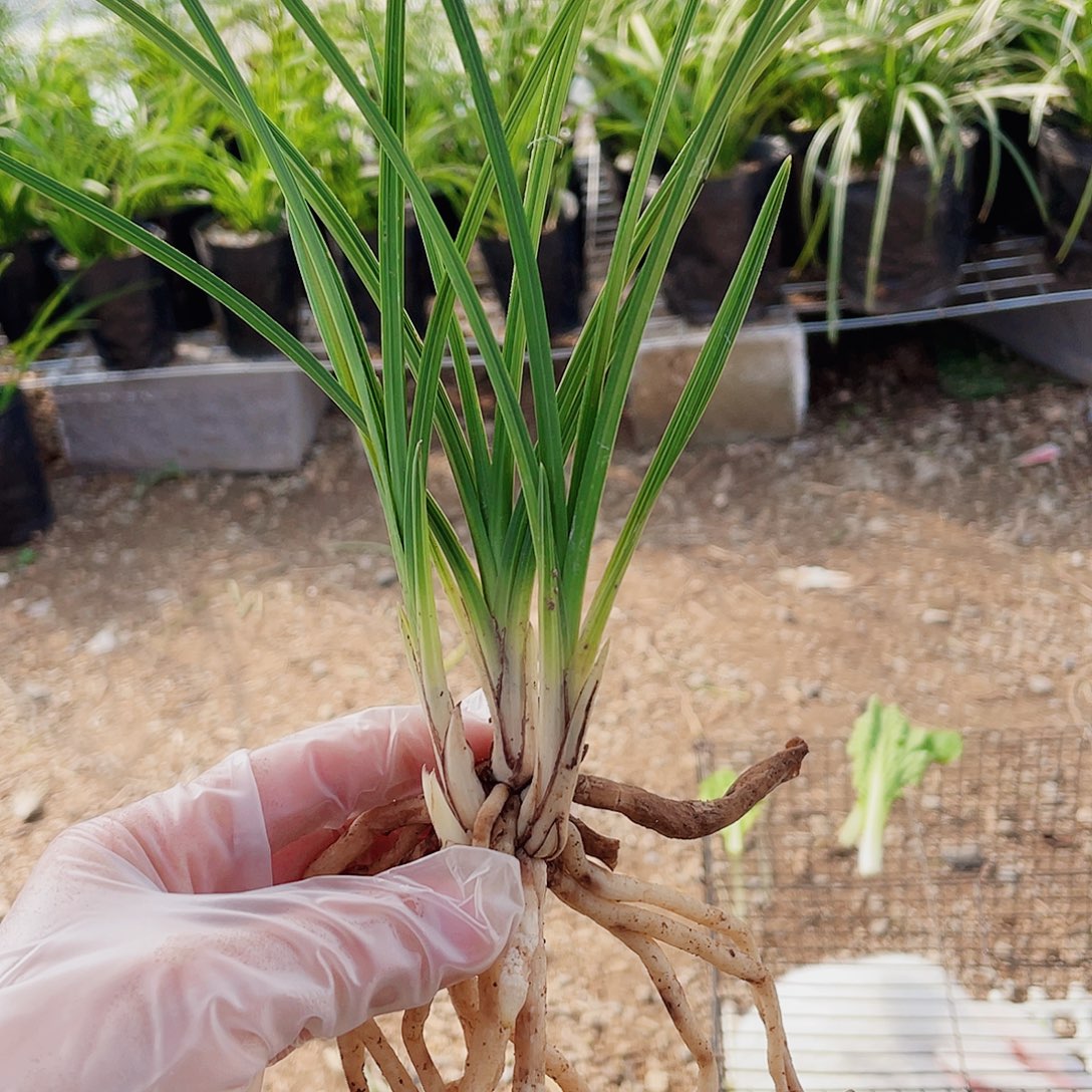 C***.完全开放兰花兰花