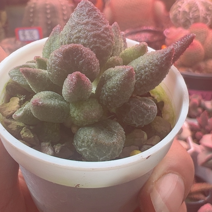 恭喜发财谢谢支持