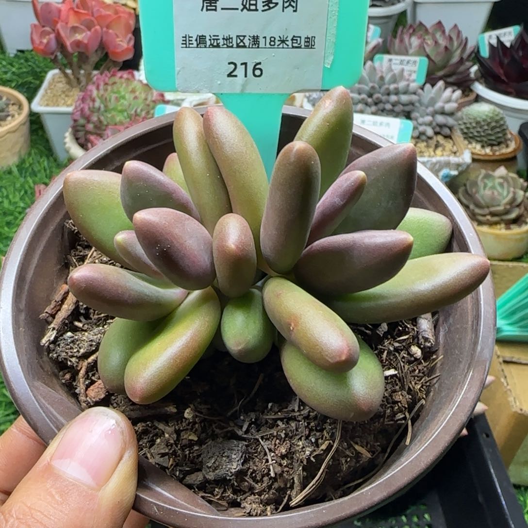 唐二姐多肉编号216