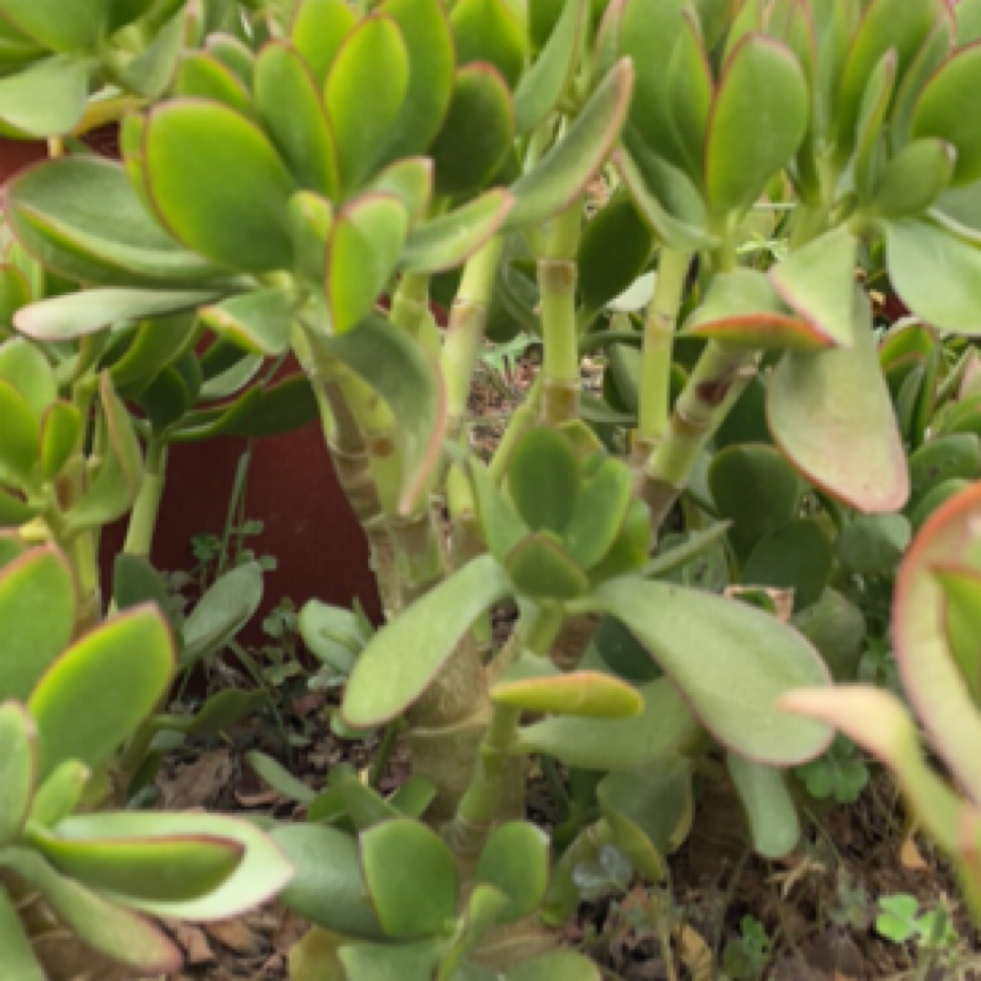 玉树老桩(直播链接)