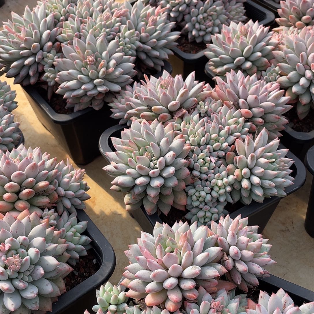 明珠美人老桩群生18厘米可挑