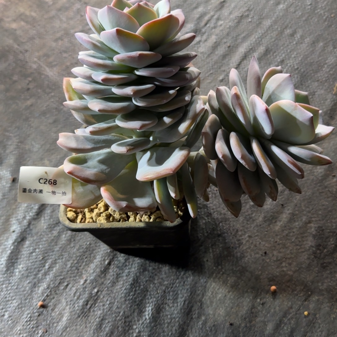 @***嘟C268双头奶茶     