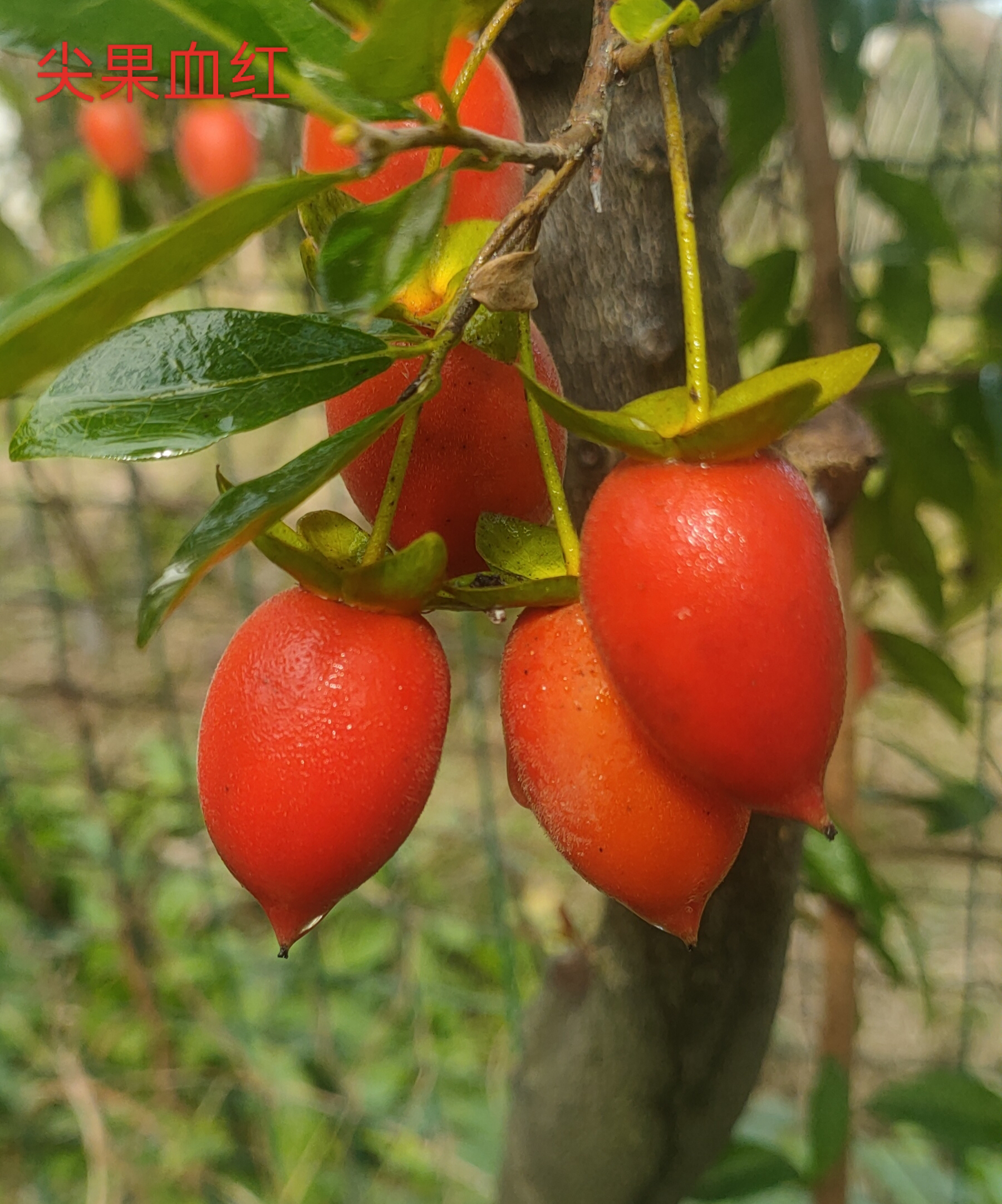 金蛋子 尖果血红 嫁接苗 随机发
