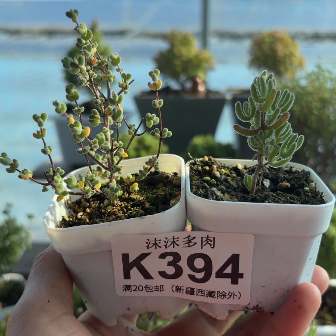 394月曲和冰紫组合