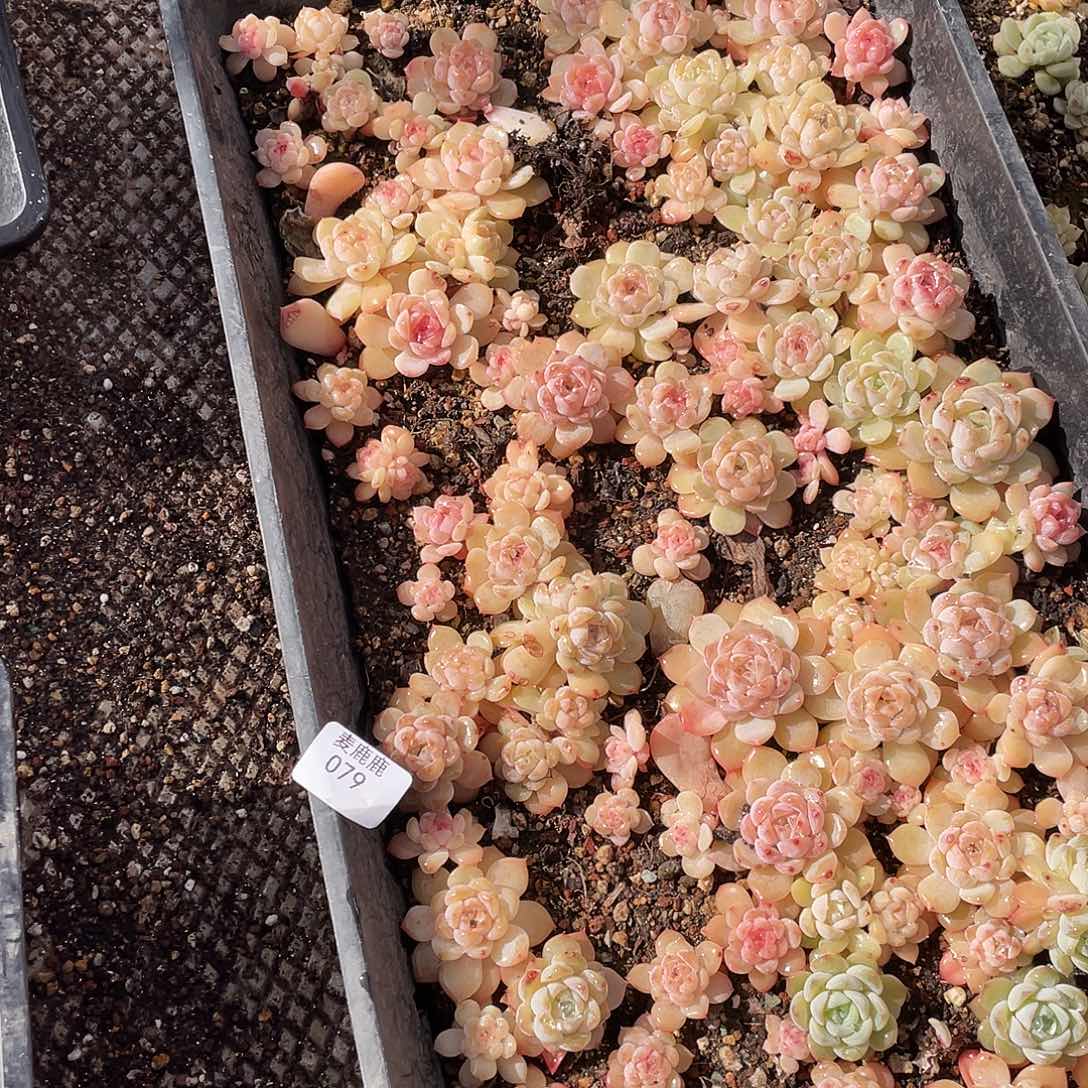 有***痛079。 定。                  