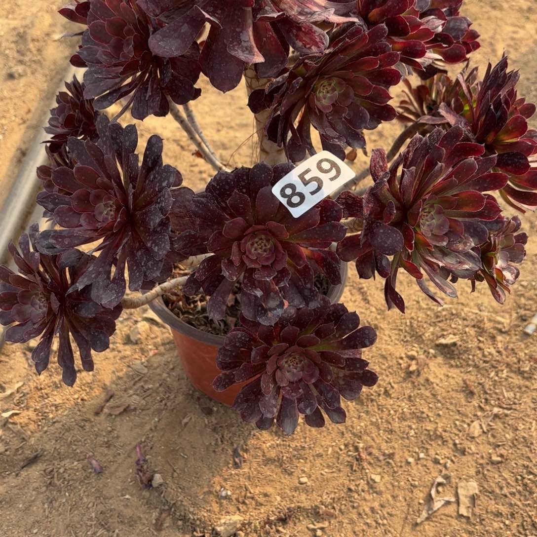 859红同糊多肉不包损