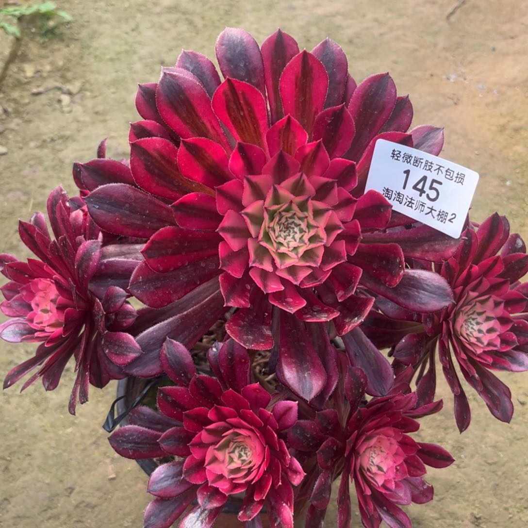 145黑铜壶超白多肉植物法师