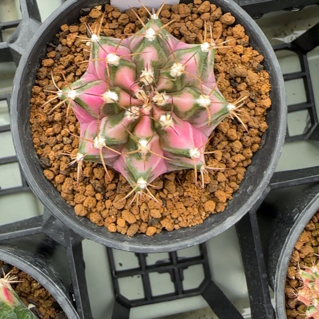 79-0213粉钻脱土发多肉