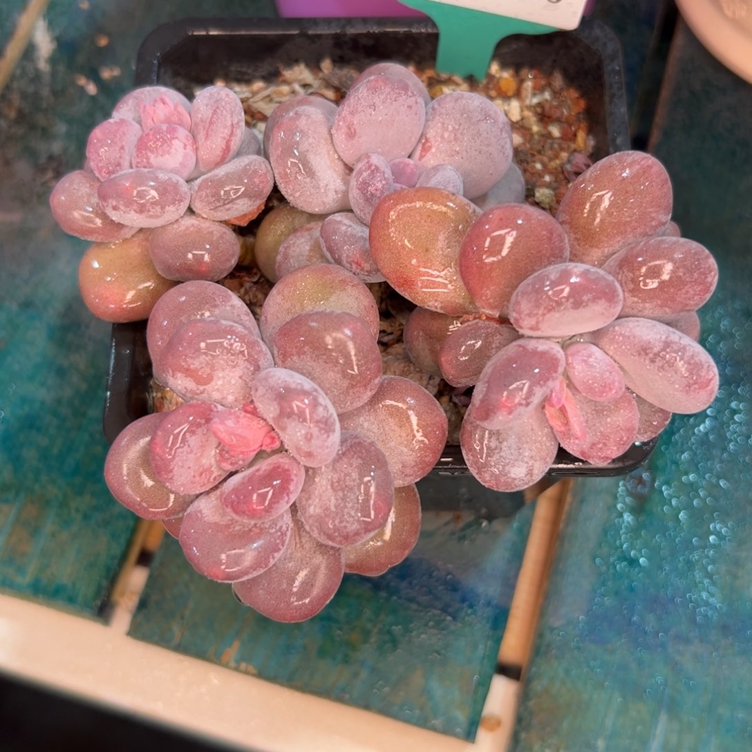 多肉一物一拍编号0207-55