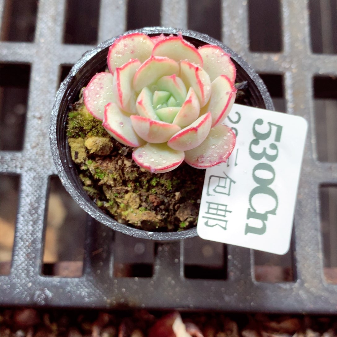 5厘米盆精控多肉530