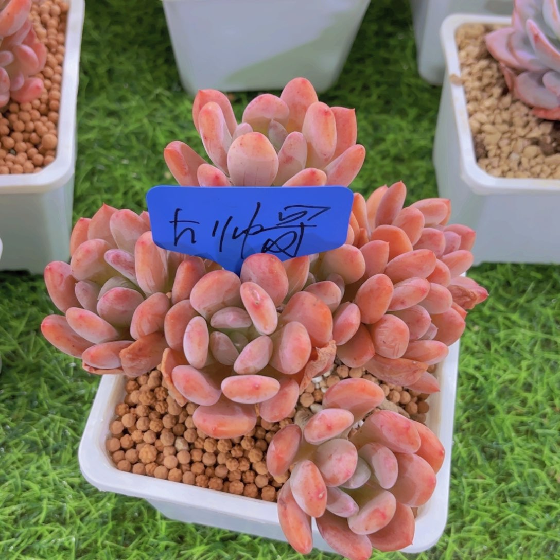 可****渴我的小可爱们都好可爱