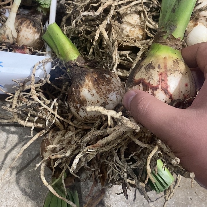 安吉拉朱顶红6以上无激素