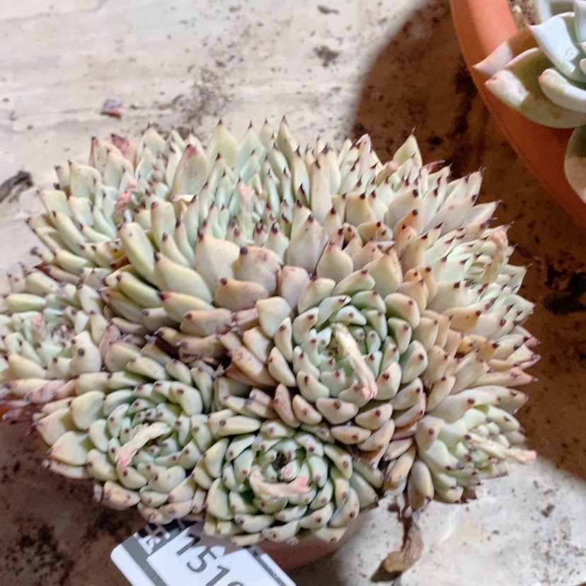 【闪购商品】绿爪15198