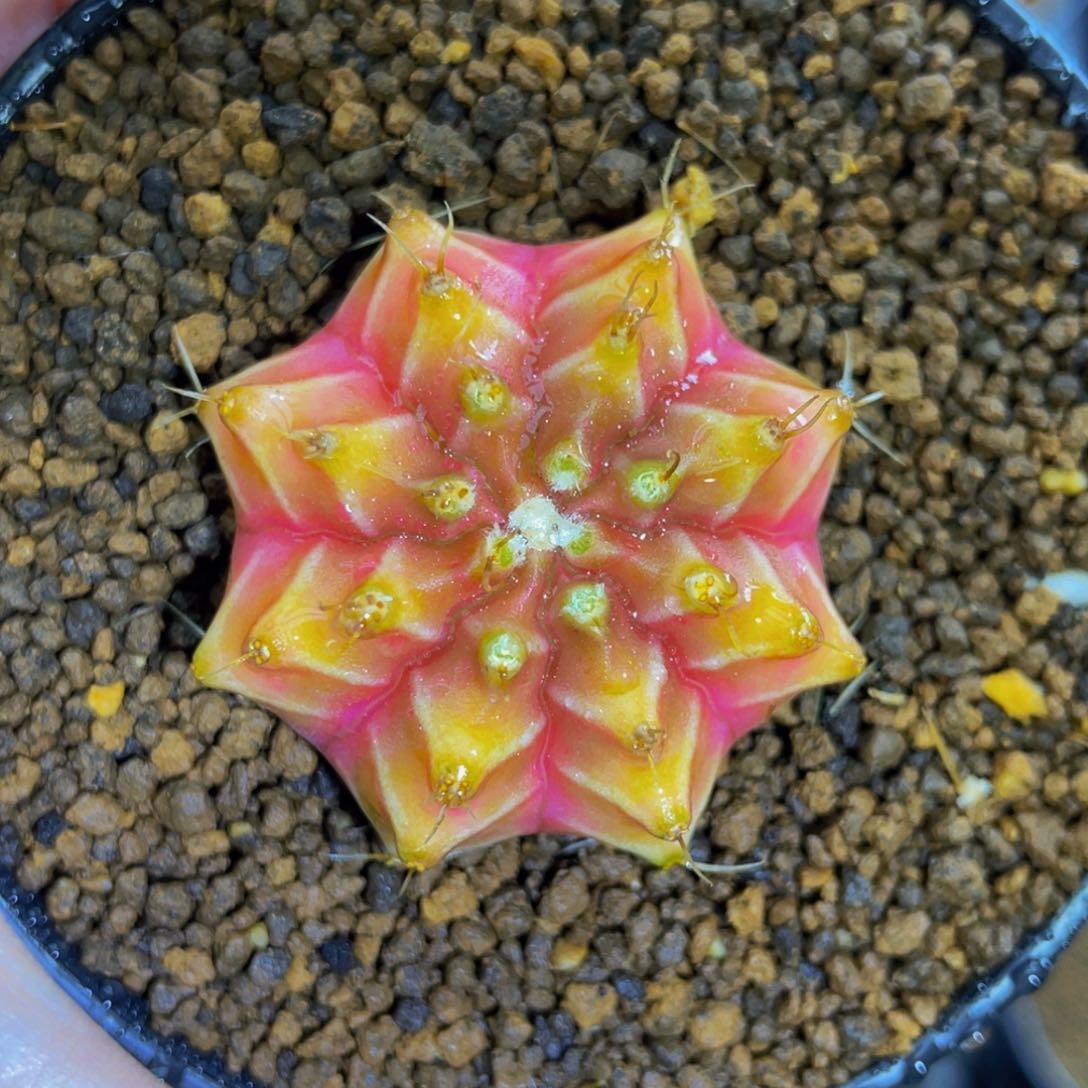 米哈星球00000000093