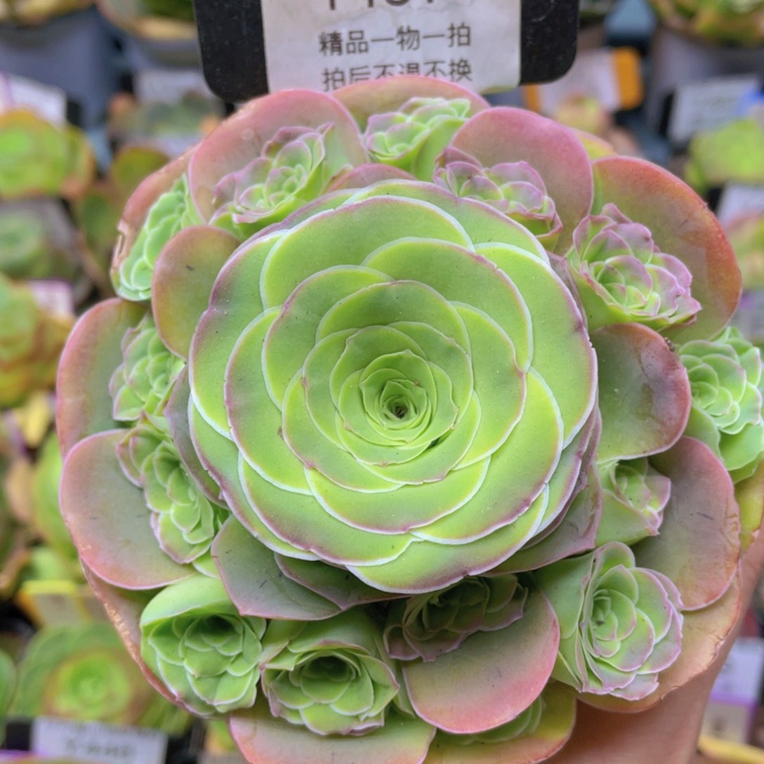 剪影玫瑰新年福利161