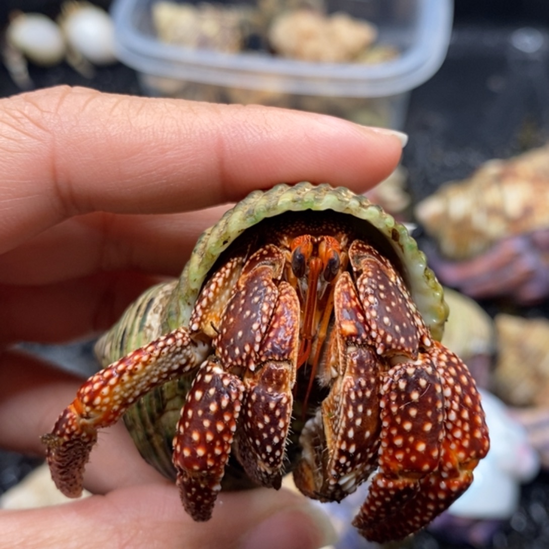 寄居蟹斐济草莓3口左右