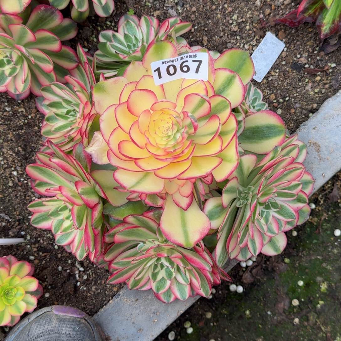 1067荔枝多肉植物