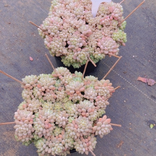 18号两颗鱼子酱多肉植物