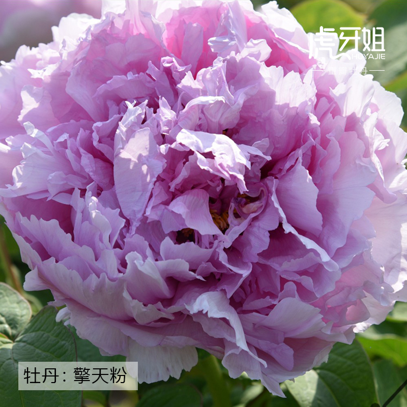 【擎天粉】裸根牡丹包对版-庭院阳台花卉粉色重瓣大花