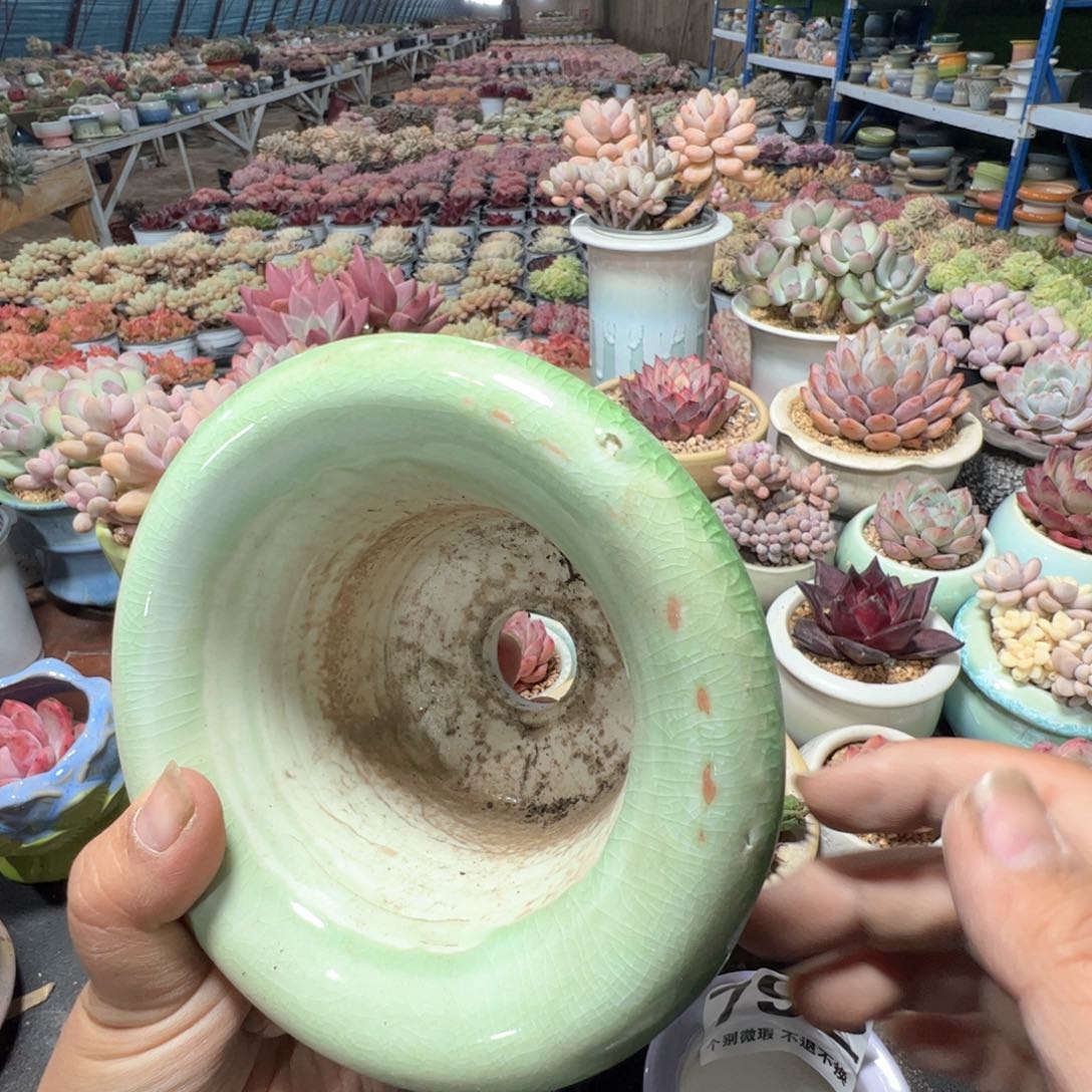 特价花盆满50发货 内口10