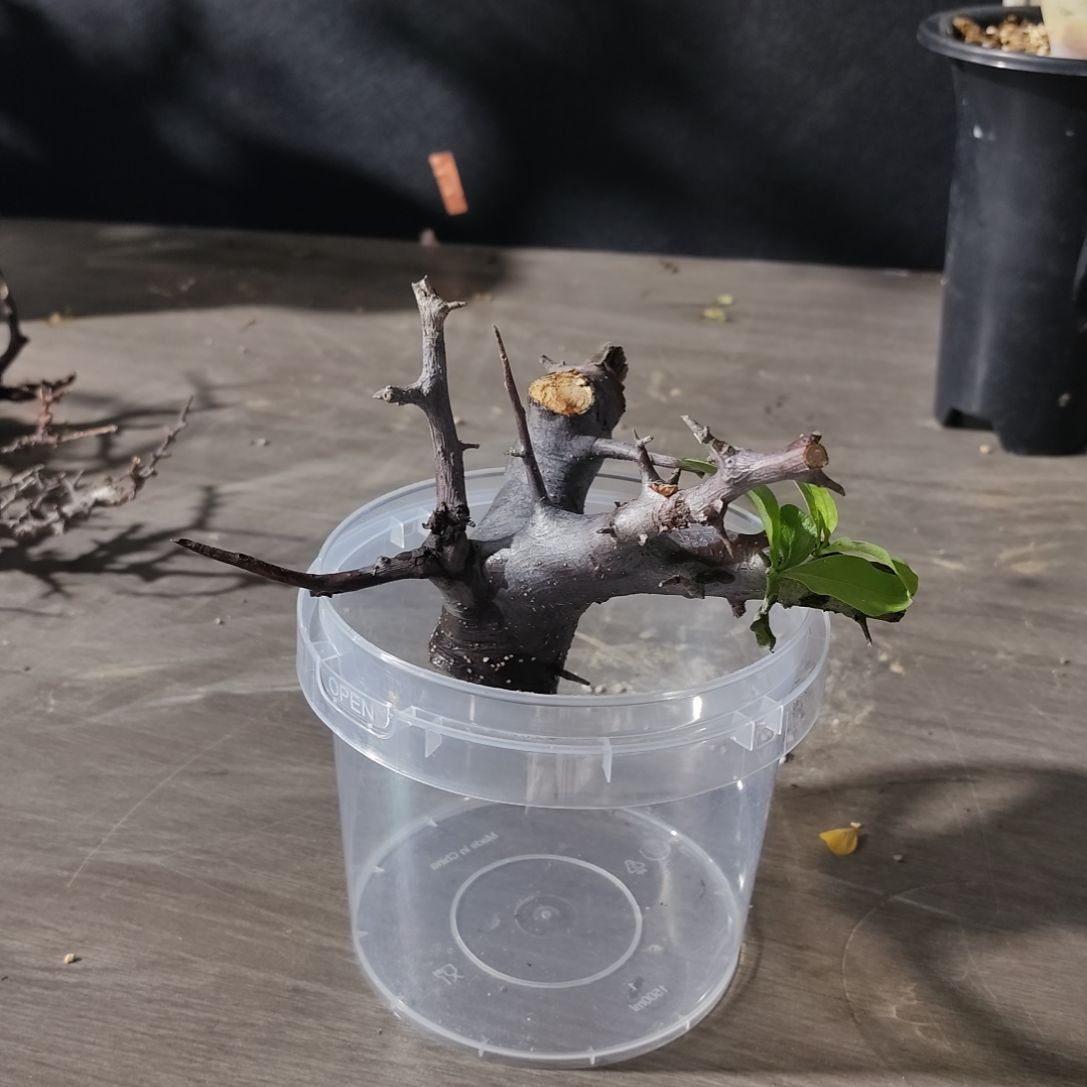 荣森塔橄榄哈哈哈哈