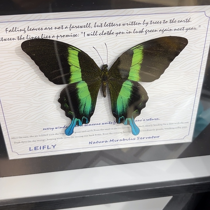 卡***卡蝴蝶标本定制961@