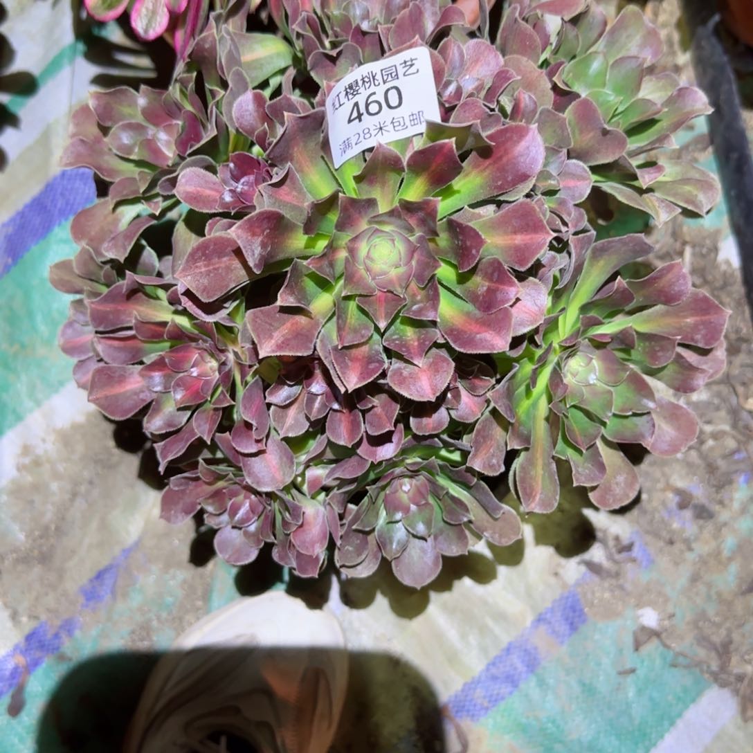 女巫中班法师多肉460