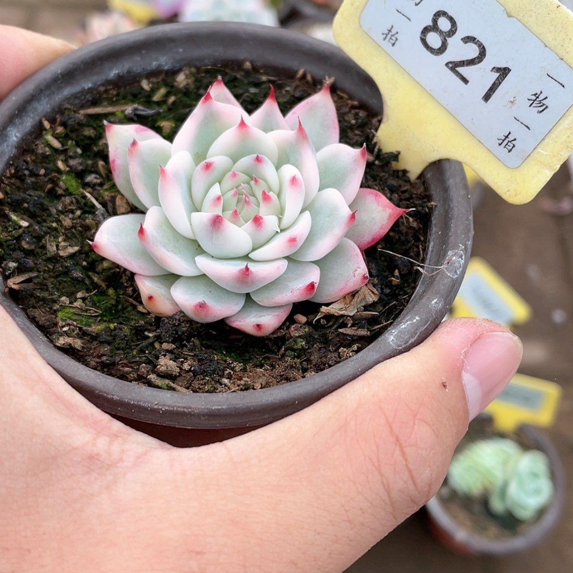 【闪购商品】821号