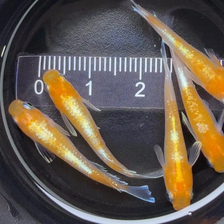 青鳉鱼红白赤壁46号