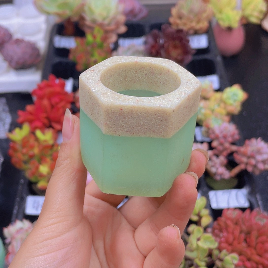 多肉无土栽培多肉植物