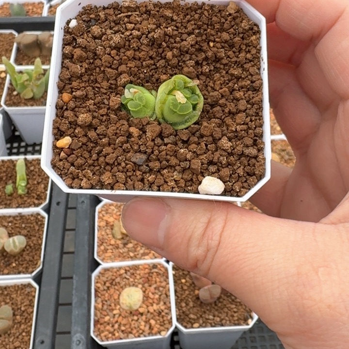 江南奶瓶风铃4头