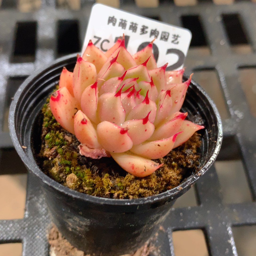 肉萌萌拇指盆精控多肉ZC192