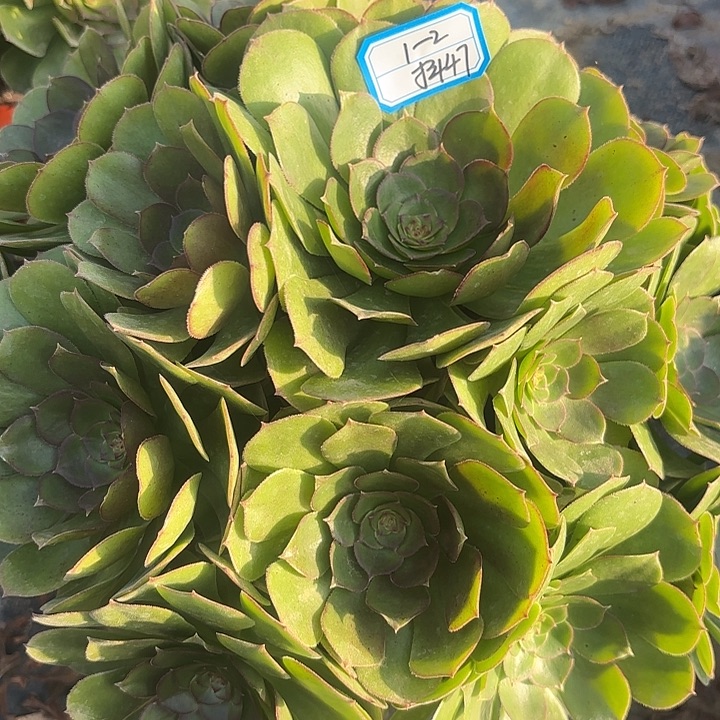 万圣节多肉法师不包损47