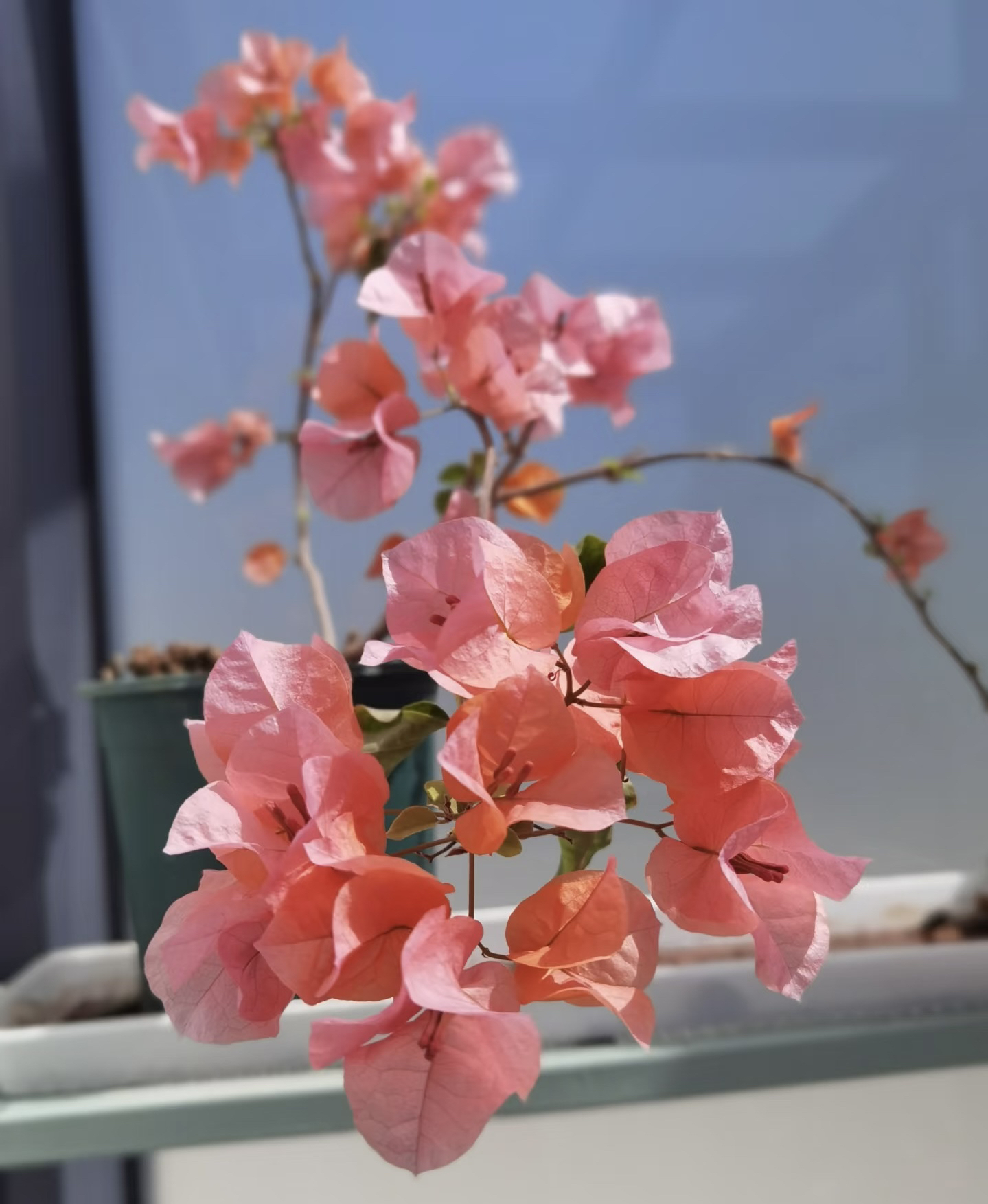 盆苗 【波妹】新品三角梅 超勤花